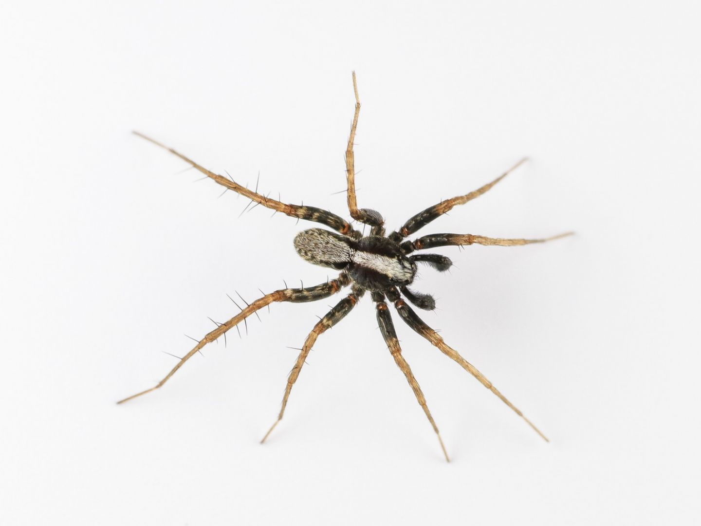 Lycosidae - Pardosa cfr. saltans